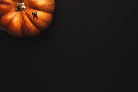 Halloween background with pumpkin and spider