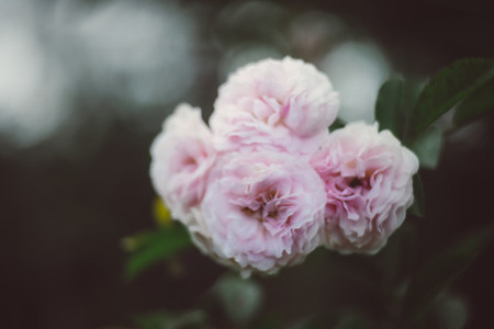 Pink rose flowers 01
