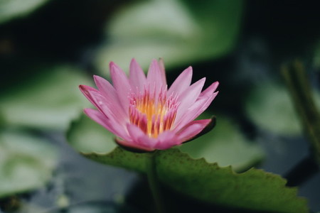 Pink WaterLily or Lotus Flower