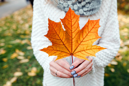 Autumn leaves in girl hands