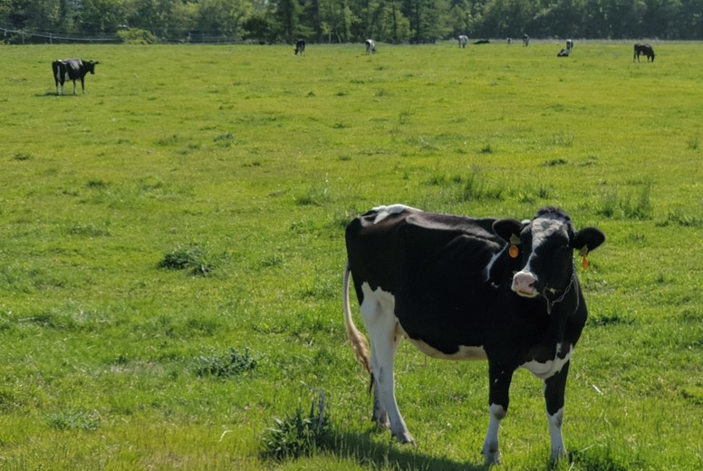 Cows in the meadows grass land