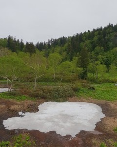 Puddle in forest