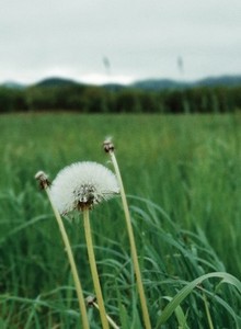 Dandelions on meadow in a field