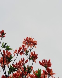 Flame tree flowers