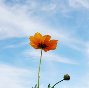 Daisy flower against blue sky