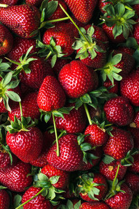 Freshly harvested ripe strawberries top view
