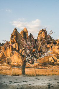 Natural volcanic rocks and tree with wishes  Turkey