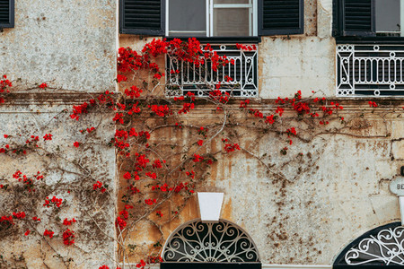 Ancient maltese house with red bougainvillea in the wall