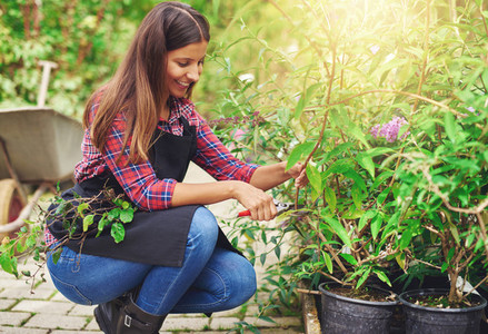 Nursery worker pruning a potted plant