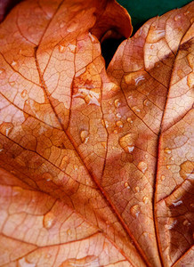 Wet Autumn Leaves