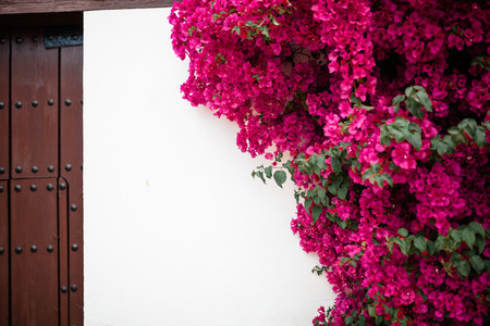 Big bougainvillea in a typical andalusian courtyard in Cordoba Andalusia Spain
