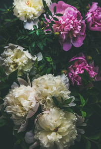 White and pink peony flowers over dark background  top view