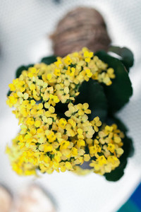 Small yellow flowers bouquet in a playground