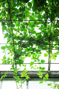 Greenhouse Foliage