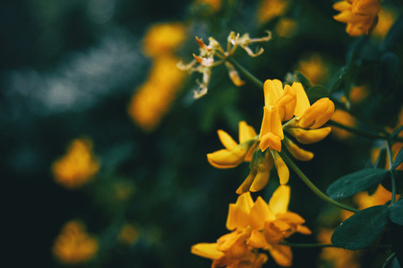 Close up of yellow flowers of coronilla valentina in nature