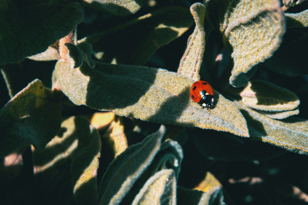 A small red ladybug on top of some leaves
