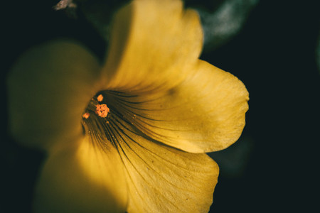 Macro of yellow oxalis flower