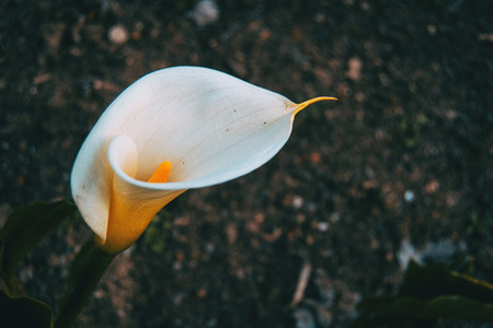 Close up of a white zantedeschia flower