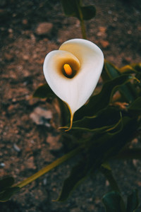 Close up of a white zantedeschia flower