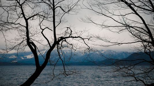 Tree branch in the lake nature