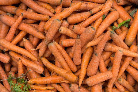 Harvested carrots at market