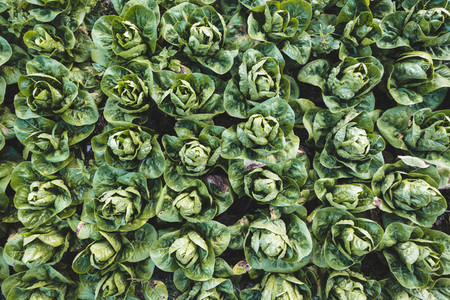 Organic romaine lettuce field