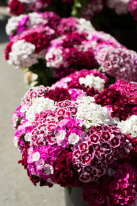 Pink flowers at farmers market