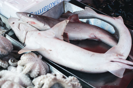 Raw shark at fish market