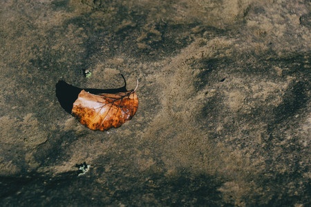 An autumn leaf lying on a stone