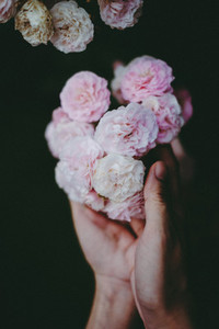 Women hands holding a pink roses