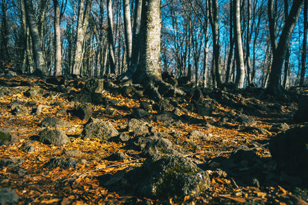 The ground of an autumnal forest