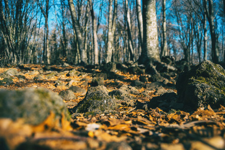 Autumnal forest taken at ground level