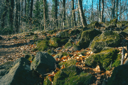 Mossy rocks and autumn leaves on the ground
