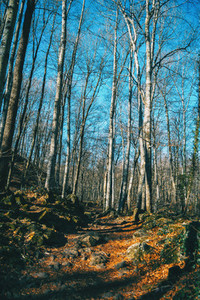A path among tall bare trees