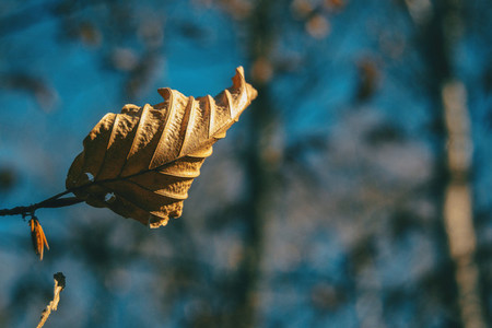 Close up of a dried autumnal leaf