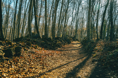 A footpath full of fallen leaves