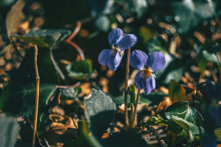 Close up of a pair of viola alba purple flowers