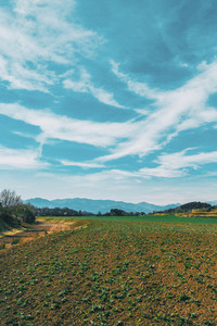 A vertical shot of a sunny rural landscape