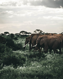 Elephants on safari 5
