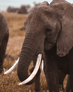 Elephants on safari 3