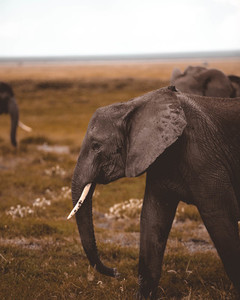 Elephants on safari 2