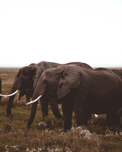 Elephants On Safari