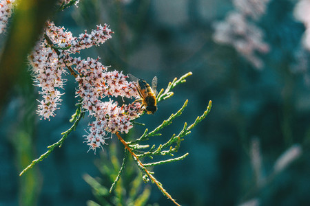 Close up of a bee pollinating tamarix chinensis flowers