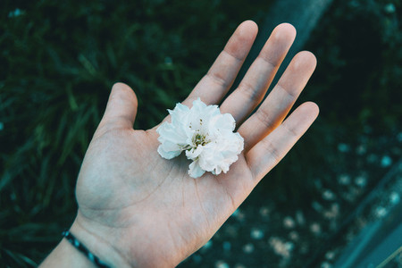 Close up of a white flower held by a human hand