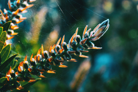Close up of a spiky plant wrapped in a cobweb