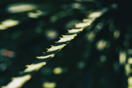Close up shot of light and shadow in a plants leaf