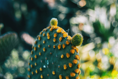 Close up of an opuntia microdasys cactus plant
