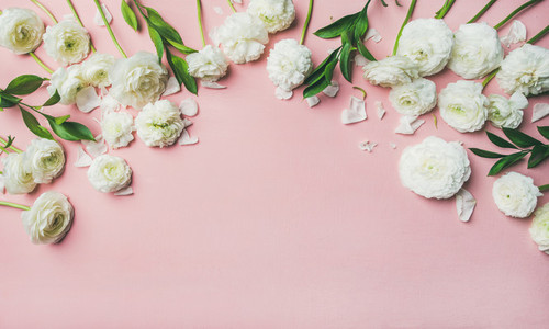 Saint Valentines Day background with ranunculus flowers over pink background