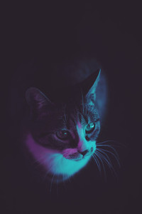 Kitten under colorful neon light