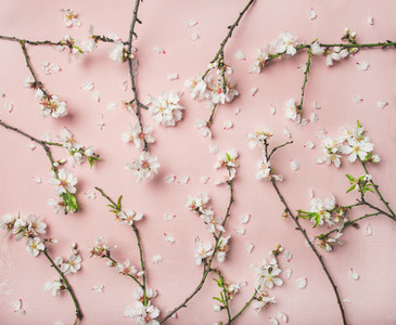 Spring almond blossom flowers over light pink background